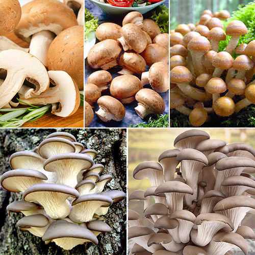 Суперпредложение! Набор грибов Домашняя полянка из 5 упаковок рисунок 1 артикул 9761