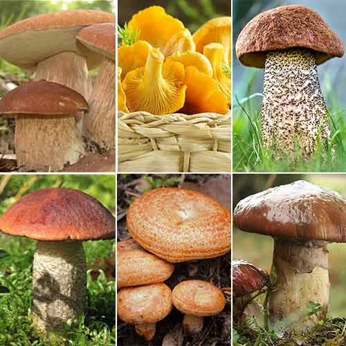 Суперпропозиція! Набір грибів Хіт Сезону зображення 1 артикул 9760