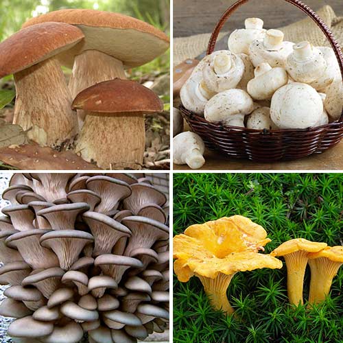 Суперпропозиція! Комплект грибів з 4-х упаковок зображення 1 артикул 9747