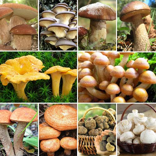 Суперпропозиція! Комплект грибів Мега пак з 10-ти упаковок артикул фото 1 Суперпропозиція! Комплект грибів Мега пак з 10-ти упаковок зображення 1 артикул 9748