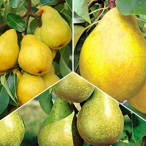 Комплект груш Тріо з 3 сортів зображення 1 артикул 7943