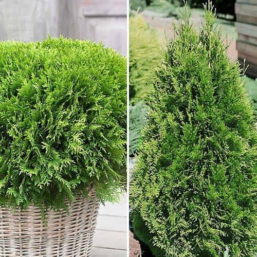 Комплект Хвойний дует із 2 сортів зображення 1 артикул 9468