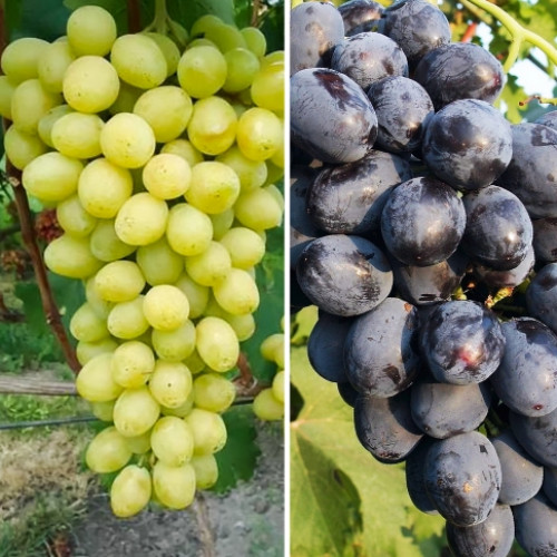 Комплект винограду Слава Україні і Пам'яті Небесної Сотні з 2 сортів зображення 1 артикул 7371
