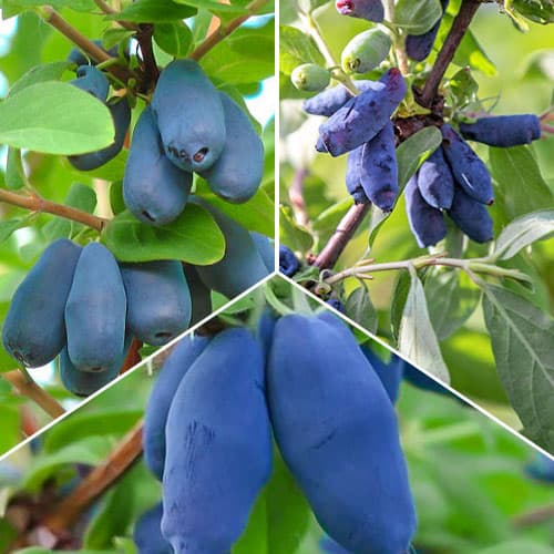 Комплект жимолості з 3 саджанців зображення 1 артикул 5422