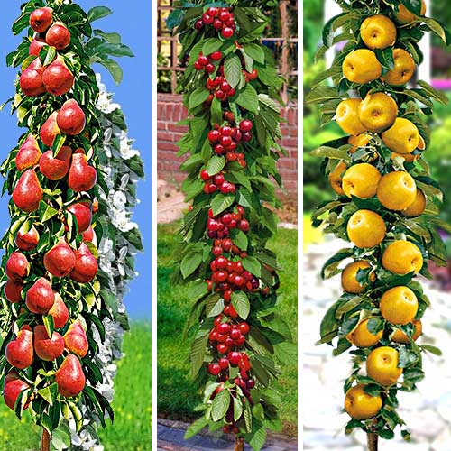 Суперпропозиція!  Комплект колоновидних дерев  із 3-х саджанців (груша,черешня, яблуня) зображення 1 артикул 7113