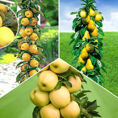 Комплект колоновидних дерев Осінній урожай з 3 сортів зображення 1 артикул 1935