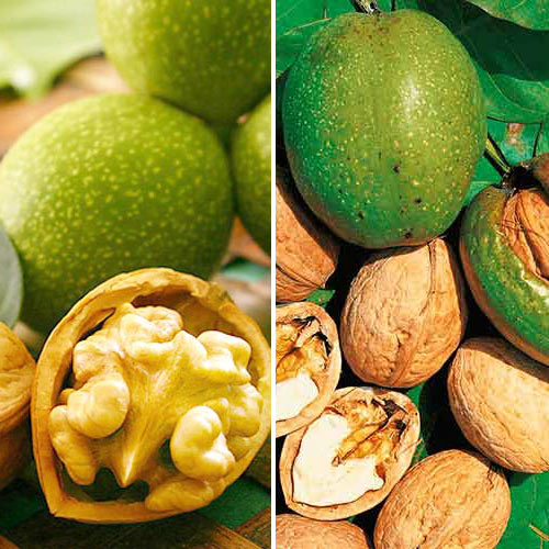 Комплект Міцні горішки з 2 сортів зображення 1 артикул 7944