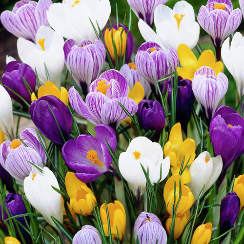 Суперпропозиція! Комплект крокусів, мікс з 50 цибулин зображення 1 артикул 67939