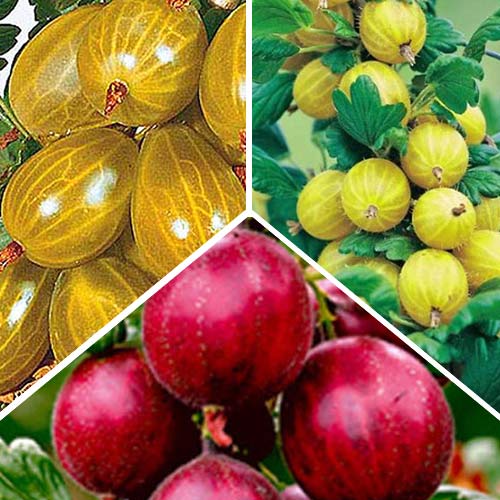 Суперпропозиція! Комплект  агрусу Тріо з 6-ти саджанців артикул фото 1 Суперпропозиція! Комплект  агрусу Тріо з 6-ти саджанців зображення 1 артикул 9190_1