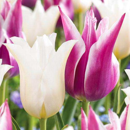 Суперпредложение! Комплект лилиецветных тюльпанов из 2-х сортов рисунок 1 артикул 67915