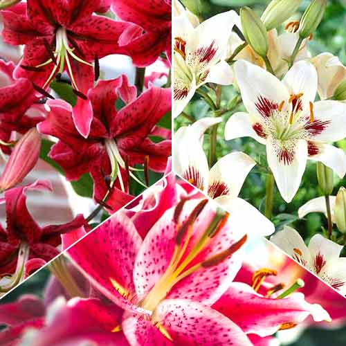 Суперпропозиція! Комплект лілії Хот Шоколад з 3 цибулин зображення 1 артикул 67051