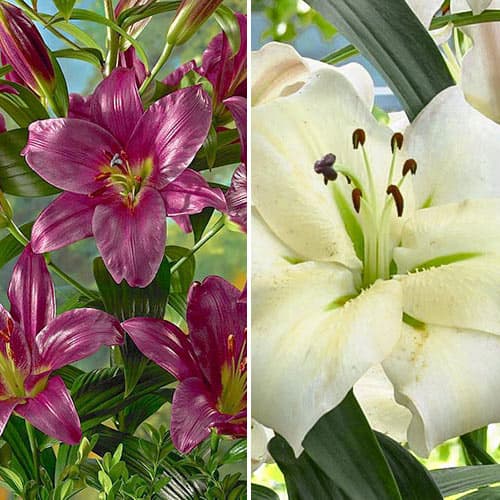 Комплект лілій з 2 сортів зображення 1 артикул 76511