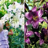 Суперпропозиція! Комплект лілій з 2-х сортів зображення 1 артикул 67049
