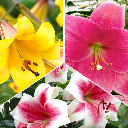 Комплект лилий-деревьев Гигантум из 3 сортов рисунок 1 артикул 76510