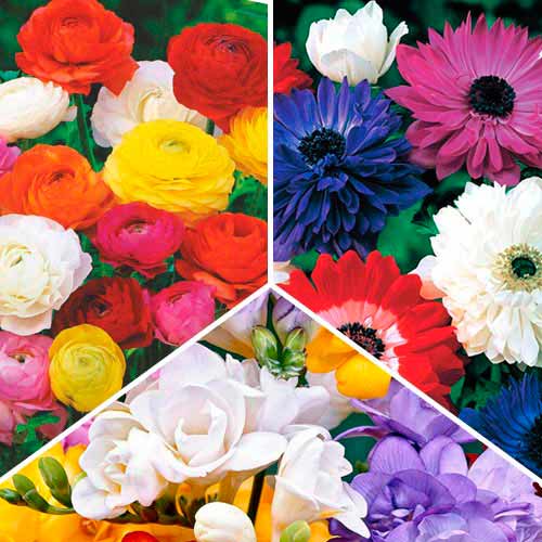 Суперпропозиція! Комплект фрезій, анемон, ранункулюсів із 30-ти цибулин артикул фото 1 Суперпропозиція! Комплект фрезій, анемон, ранункулюсів із 30-ти цибулин зображення 1 артикул 67047