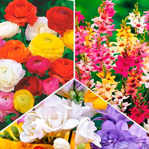 Суперпропозиція! Комплект фрезій, іксій, ранункулюсів із 30-ти цибулин артикул фото 1 Суперпропозиція! Комплект фрезій, іксій, ранункулюсів із 30-ти цибулин зображення 1 артикул 67045