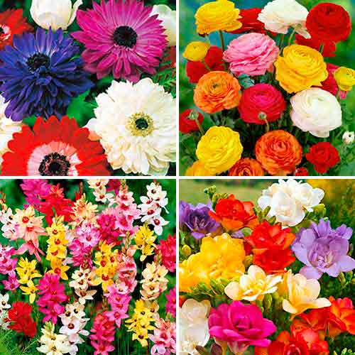 Суперпропозиція! Комплект фрезій, іксій, ранункулюсів, анемон із 40-ка цибулин зображення 1 артикул 67046