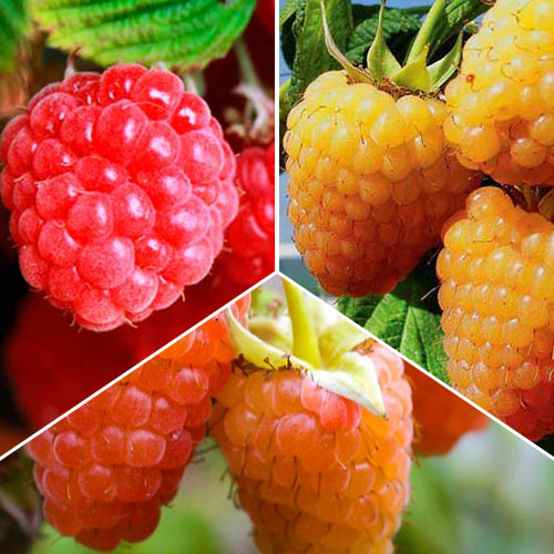 Комплект малины крупноплодной из 3 сортов рисунок 1 артикул 7640