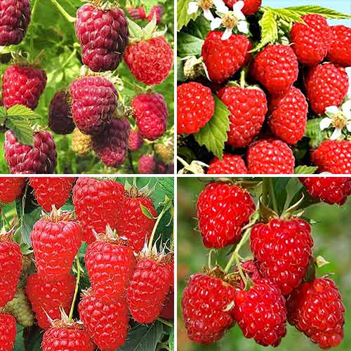 Комплект Малинових дерев Багатий врожай з 4 сортів артикул фото 1 Комплект Малинових дерев Багатий врожай з 4 сортів зображення 1 артикул 7589