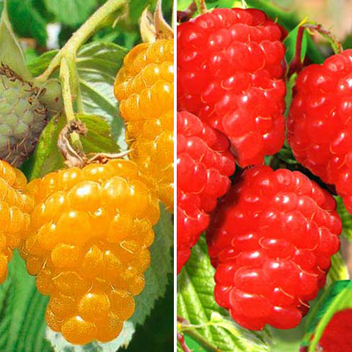 Комплект Малиновых деревьев из 2 сортов рисунок 1 артикул 7586