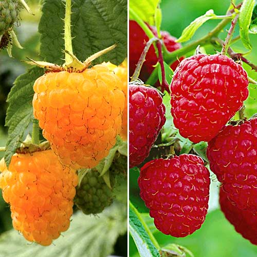 Комплект малины Зюгана из 2 сортов рисунок 1 артикул 7583