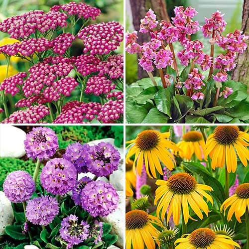 Комплект багаторічників Love collection з 4 сортів зображення 1 артикул 76674