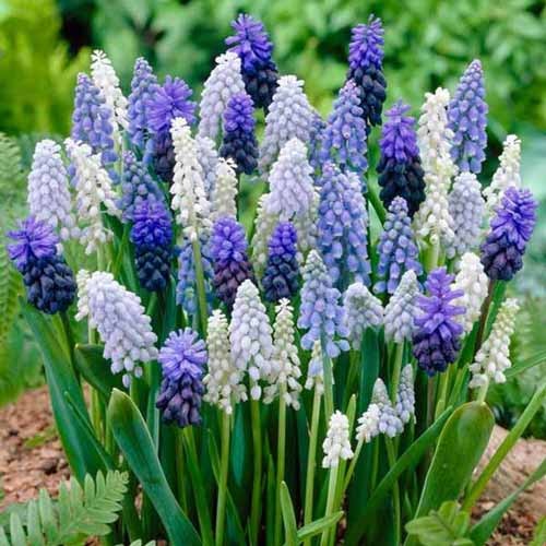 Комплект мускарі, мікс зображення 1 артикул 67933