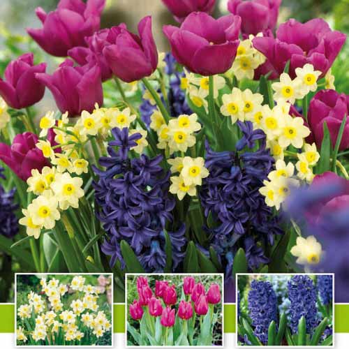 Суперпредложение! Комплект нарциссов, тюльпанов, гиацинтов из 20-ти луковиц рисунок 1 артикул 67547