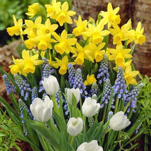 Суперпредложение! Комплект нарциссов, тюльпанов из 30-ти луковиц рисунок 1 артикул 67544