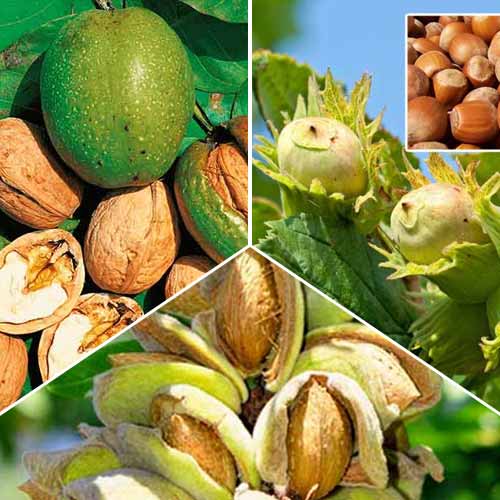 Комплект орехов Урожайный сад из 3 сортов рисунок 1 артикул 7476