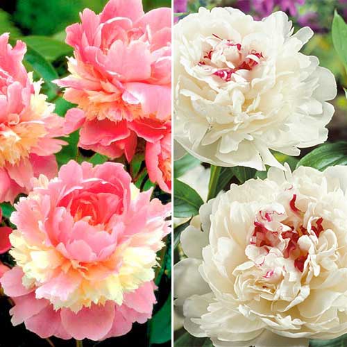 Суперпропозиція! Комплект піонів з 2-х сортів зображення 1 артикул 68201