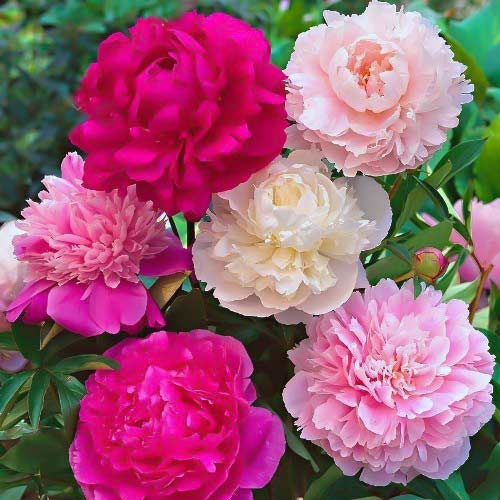 Суперпредложение! Комплект пионов из 3-х сортов артикул фото 1 Суперпредложение! Комплект пионов из 3-х сортов рисунок 1 артикул 67567