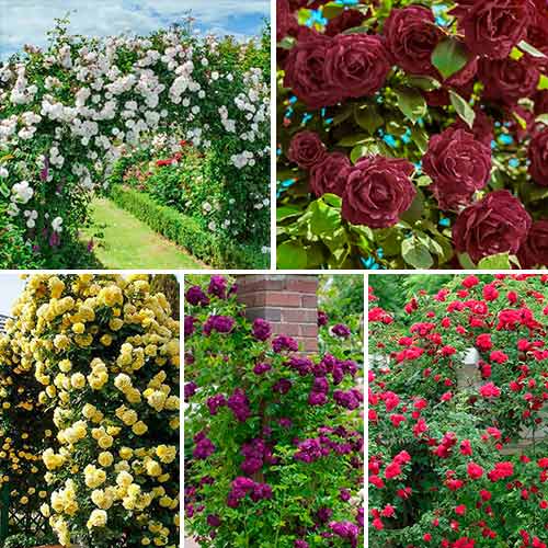 Комплект плетистых роз Цветной микс из 5 сортов рисунок 1 артикул 3524