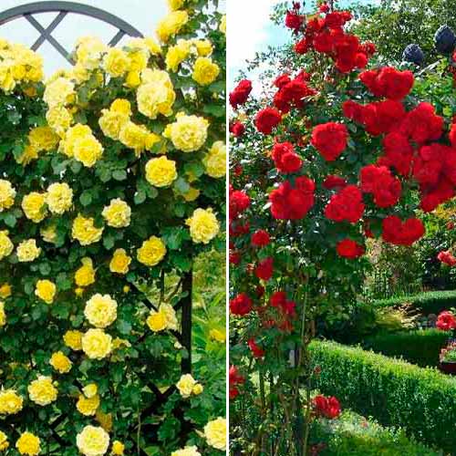 Комплект плетистих троянд Дуо з 2 сортiв зображення 1 артикул 2317