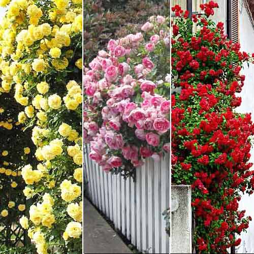 Комплект плетистих троянд Триколор з 3 сортiв зображення 1 артикул 2185