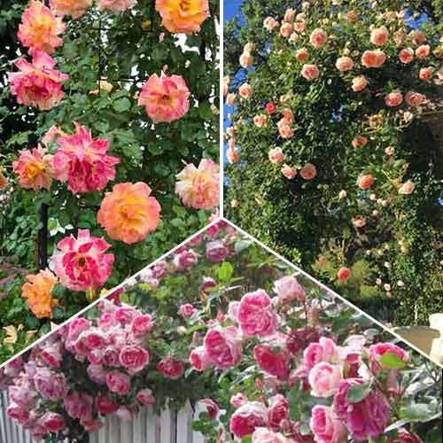 Комплект плетистих троянд Тріо з 3 сортiв артикул фото 1 Комплект плетистих троянд Тріо з 3 сортiв зображення 1 артикул 2318