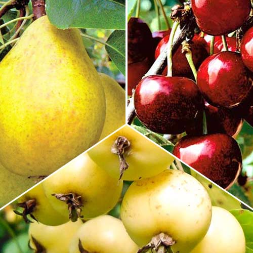 Суперпропозиція! Комплект Ранні фрукти з 3 саджанців зображення 1 артикул 8687