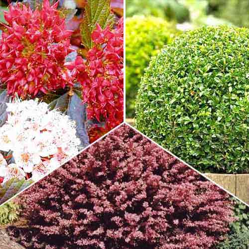 Суперпредложение! Комплект растений для топиария из 3 саженцев артикул фото 1 Суперпредложение! Комплект растений для топиария из 3 саженцев рисунок 1 артикул 2449