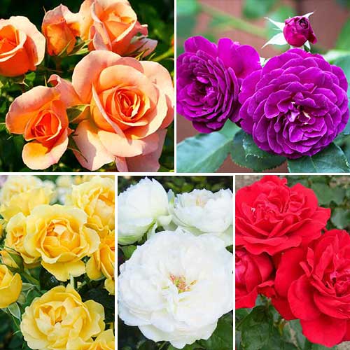 Комплект роз флорибунд Цветной микс из 5 сортов рисунок 1 артикул 2206