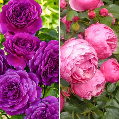 Комплект роз флорибунд Дуо из 2 сортов рисунок 1 артикул 2320