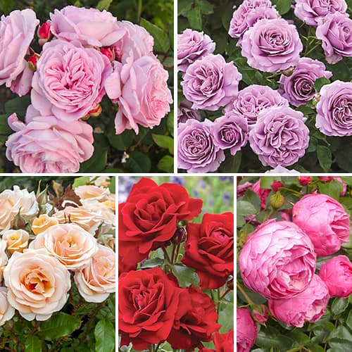 Комплект роз флорибунд Фламинго из 5 сортов рисунок 1 артикул 2205