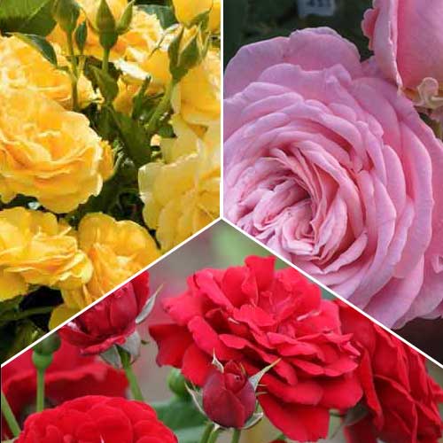 Комплект роз флорибунд Триколор из 3 сортов артикул фото 1 Комплект роз флорибунд Триколор из 3 сортов рисунок 1 артикул 2319