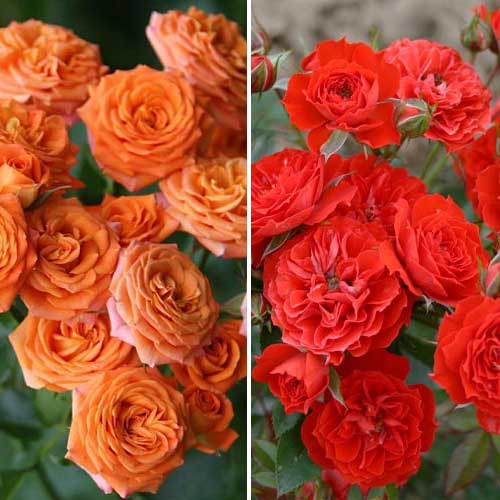 Комплект роз спрей Дуо из 2 сортов рисунок 1 артикул 2322