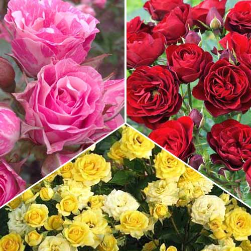 Комплект роз спрей Триколор из 3 сортов рисунок 1 артикул 2321