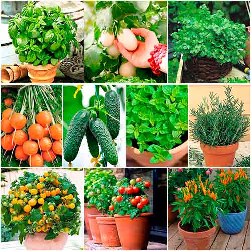 Суперпропозиція! Набір насіння Балконна грядка з 10 упаковок зображення 1 артикул 65319