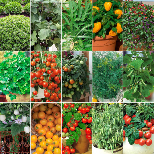 Суперпредложение! Комплект семян Урожай на окне из 15-ти упаковок рисунок 1 артикул 9724