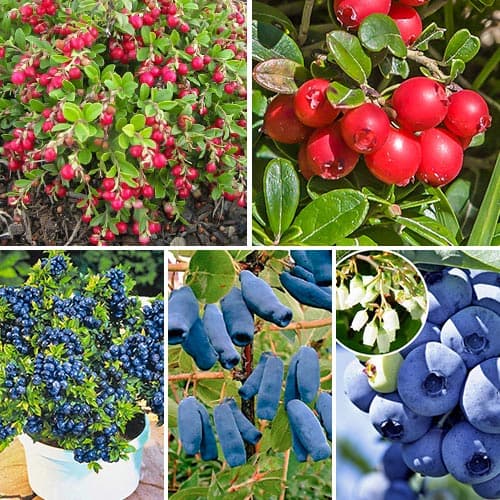 Комплект Сибірське здоров`я з 5 саджанців артикул фото 1 Комплект Сибірське здоров`я з 5 саджанців зображення 1 артикул 9256