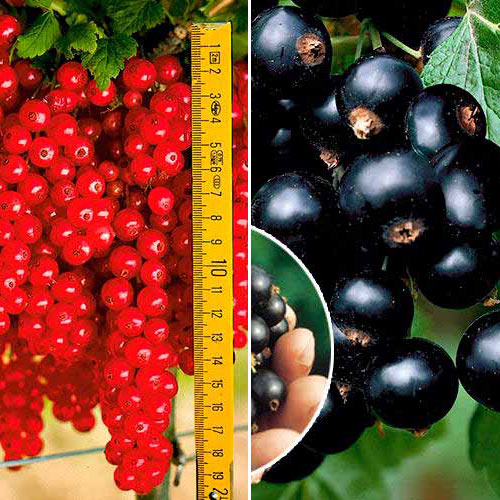 Комплект смородины Сладкая гроздь из 2 сортов рисунок 1 артикул 7644