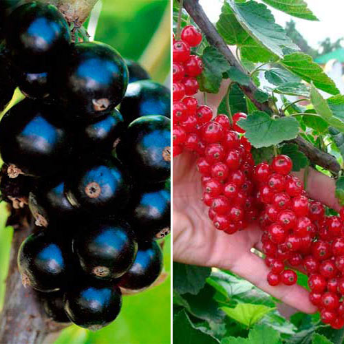 Комплект смородини Солодка парочка з 2 сортів зображення 1 артикул 7645