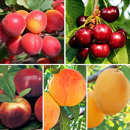 Суперпропозиція! Комплект Соковита долина з 5 саджанців зображення 1 артикул 8686